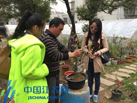 南京莫愁湖公园海棠盛开 市民可报名参加盆景制作