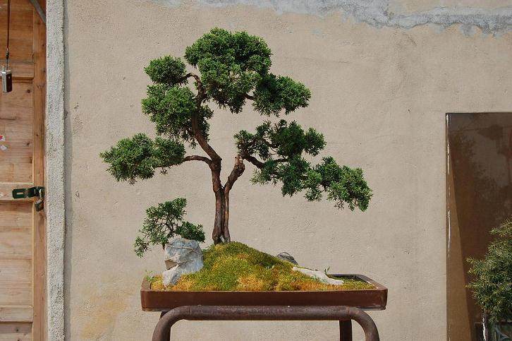 龙蟠错杂形态各异 江南盆景汇聚锡惠公园