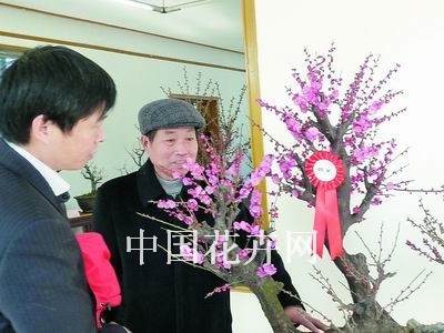 访无锡冯氏梅花盆景园总经理冯炳伟