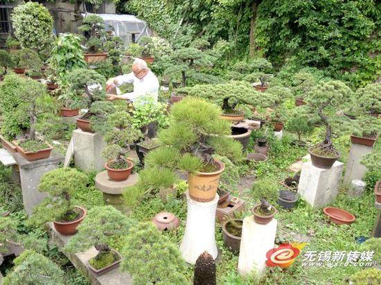 无锡老木匠 35年&ldquo;玩&rdquo;出两亩盆景园