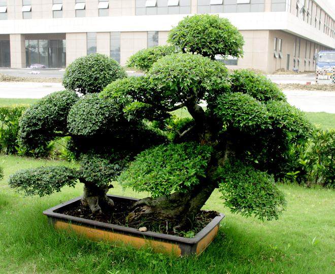 无锡红豆杉盆景获上海世博会邀请