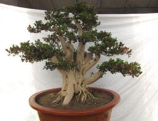 无锡打造景区花园盆景