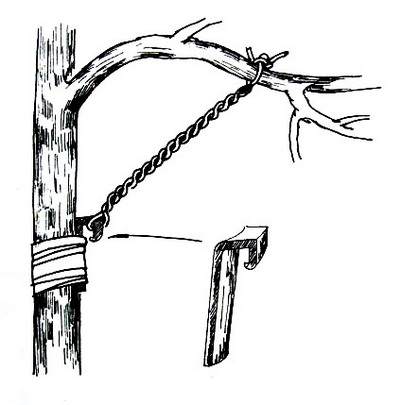 盆景造型:棕丝攀扎示意图 - 红叶 - 日知斋