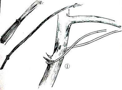 盆景造型:棕丝攀扎示意图 - 红叶 - 日知斋