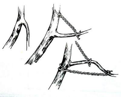 盆景造型:棕丝攀扎示意图 - 红叶 - 日知斋