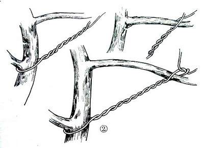 盆景造型:棕丝攀扎示意图 - 红叶 - 日知斋