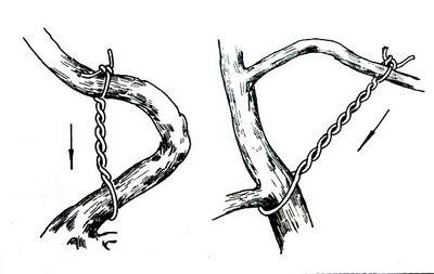 盆景造型:棕丝攀扎示意图 - 红叶 - 日知斋