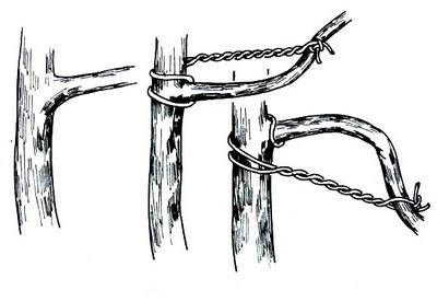 盆景造型:棕丝攀扎示意图 - 红叶 - 日知斋