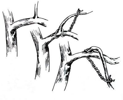 盆景造型:棕丝攀扎示意图 - 红叶 - 日知斋