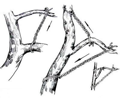 盆景造型:棕丝攀扎示意图 - 红叶 - 日知斋