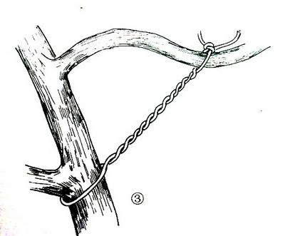 盆景造型:棕丝攀扎示意图 - 红叶 - 日知斋