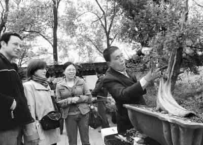 盆景师苏州考技艺（神州瞬间） 图片