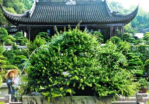 苏州虎丘盆景&ldquo;雀梅王&rdquo;400岁