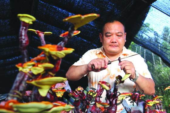 郧县农民种植灵芝盆景 一年产值达60余万元