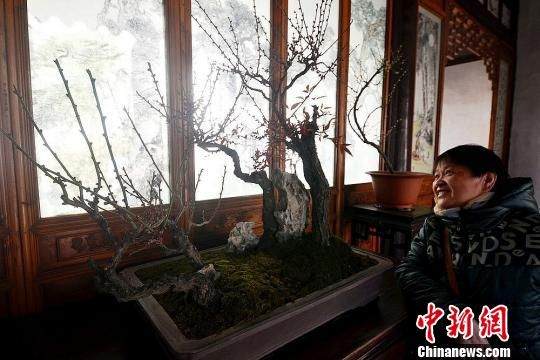 苏州狮子林举办迎春梅花展 创意盆景成新亮点