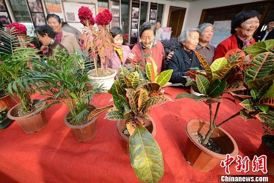 苏州草根园艺师自制花卉盆景 展精湛技艺