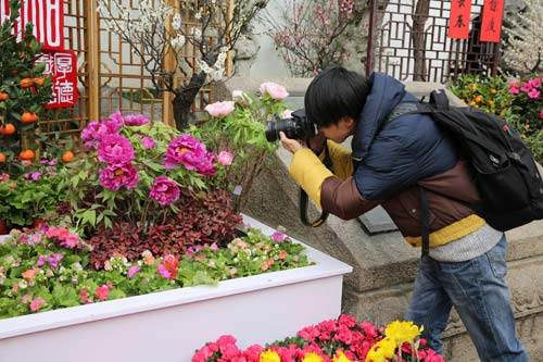 2015苏州拙政园迎春精品花果盆景展开幕