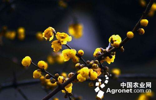 苏州：狮子林百岁腊梅老桩盆景含苞欲放（图）