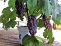 海盐农户培育盆栽葡萄 一盆80元被抢空