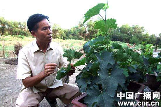 新疆兵团221团退休老人打造&ldquo;葡萄盆景&rdquo;
