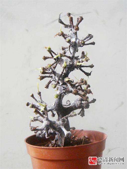 很难看出是个啥东东？告诉你 这是葡萄梗做成的盆景