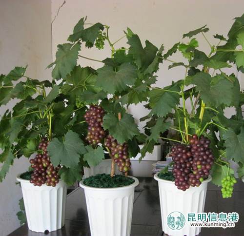 蒙自盆景葡萄获国家发明专利