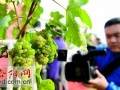 洛阳市盆景葡萄示范观光园开建