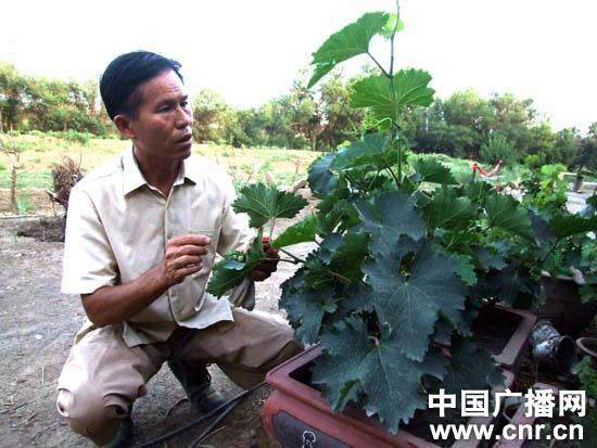 试验温棚盆栽葡萄的想法
