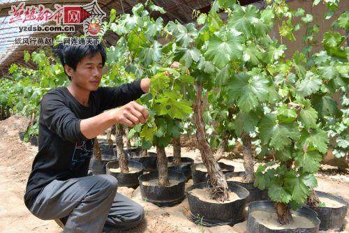 蒙自人帅盆景葡萄生产场职工任建军 对发明专利多点扶持