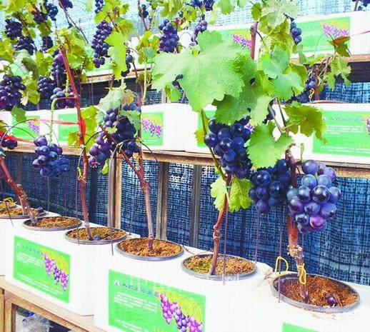 有一种景观叫做盆景葡萄