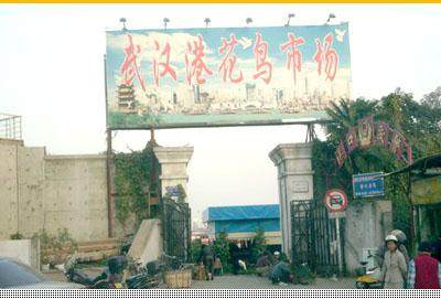 武汉花鸟市场黑幕 激素为盆景增色截枝充无根栽培