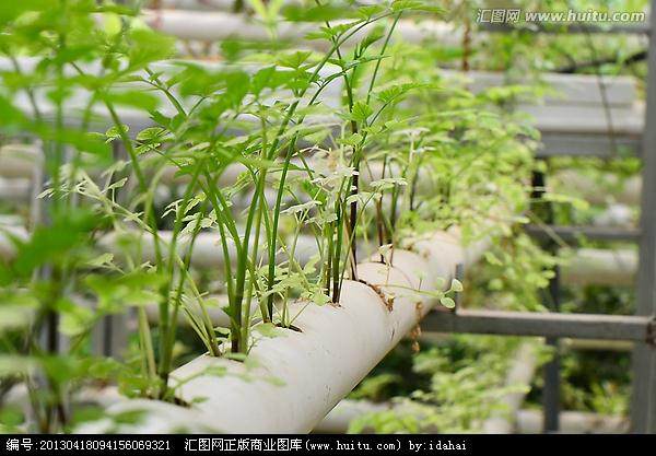 扬州出口盆景基质栽培研究