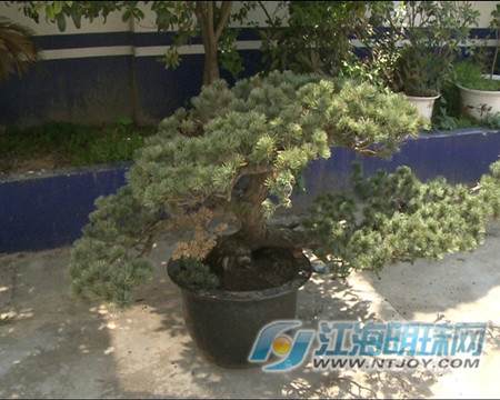 南通组团偷盆景 价值10多万只卖1700