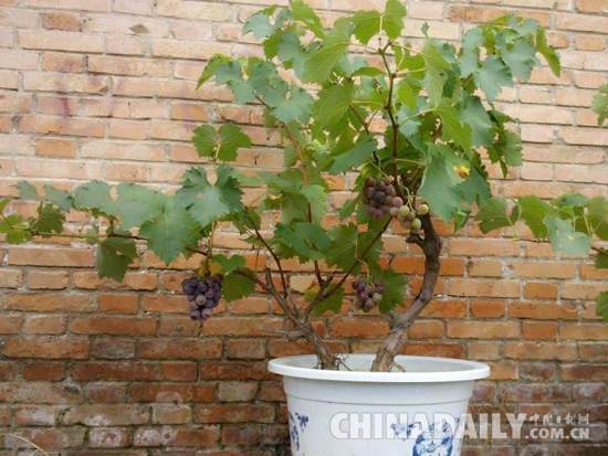 江西吉安横江：&ldquo;盆景&rdquo;葡萄成为产业&ldquo;风景&rdquo;
