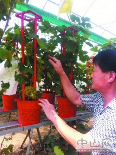 盆景葡萄即将在中山上市