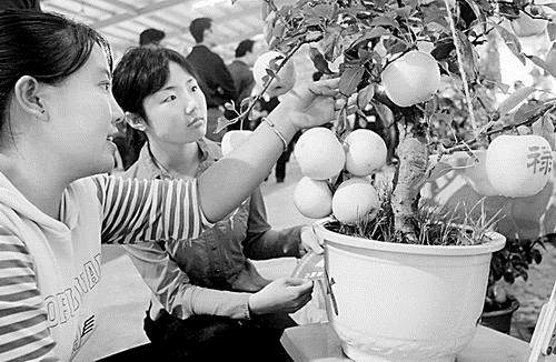 新型果树盆景(图)