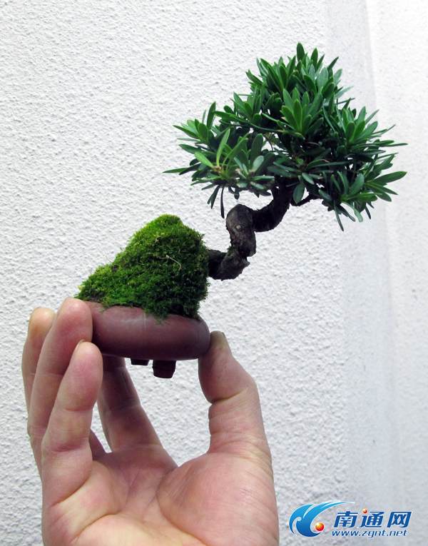 通派盆景精品在南通市文化宫集中亮相