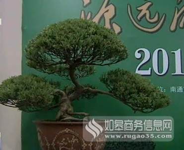 新春通派盆景南通市文化宫展出 如皋跃龙门参展