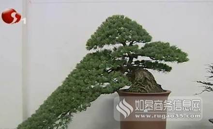 新春通派盆景南通市文化宫展出 如皋跃龙门参展