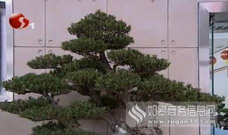 新春通派盆景南通市文化宫展出 如皋跃龙门参展