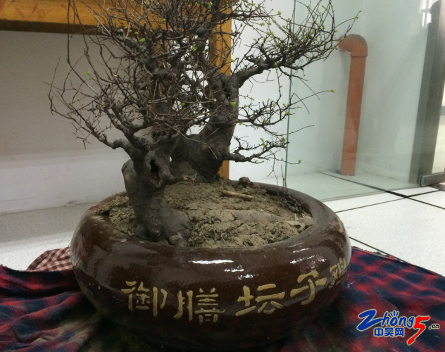 雅贼偷榔榆树回家自种欣赏 不善养殖盆景变枯苗