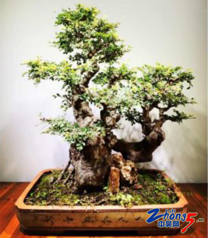 雅贼偷榔榆树回家自种欣赏 不善养殖盆景变枯苗