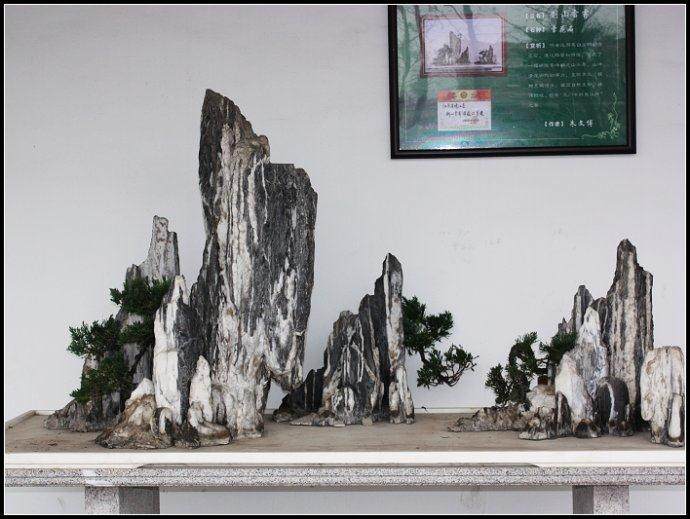 2014 新沂市举办盆景展会