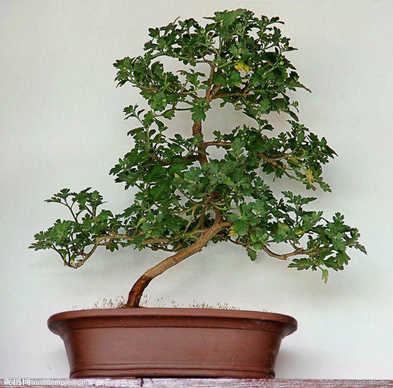 第六届中国盆景学术研讨会