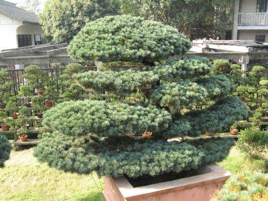 如皋市盆景博览园即将提档升级