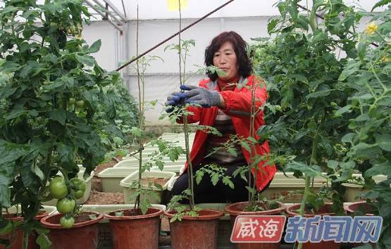 山东：宋村镇山泰生态种植园蔬菜盆景春节前上市