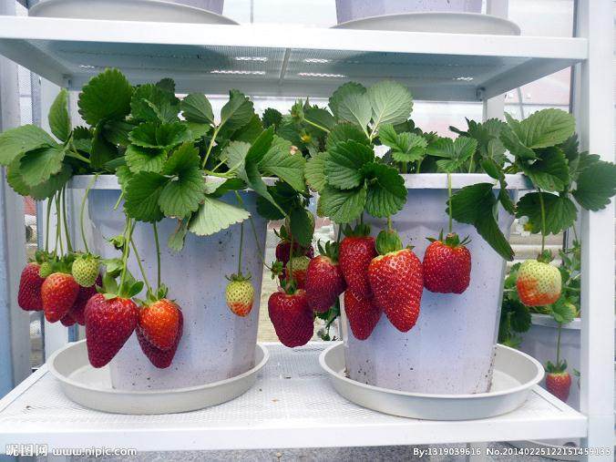 浚县紫禾苗木种植专业合作社专门销售各种观赏盆景