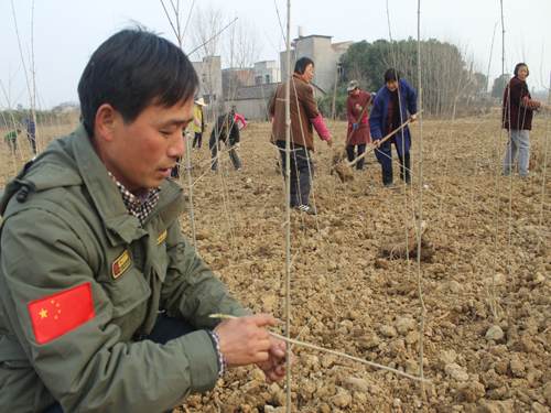 盆景之王对节白蜡引进孝感栽培成功