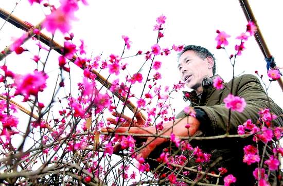 卢氏县花农岳春方栽培的盆景梅花竞相绽放