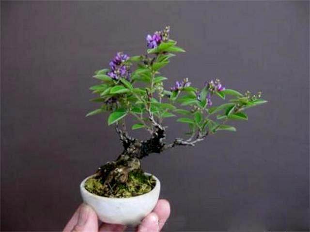 盆花与微型盆景设施栽培技术